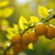 Raisin de branche de citron avec feuilles jaunies en gros plan
