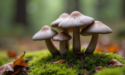 Groupe de chanterelles grises dans la forêt