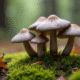 Groupe de chanterelles grises dans la forêt